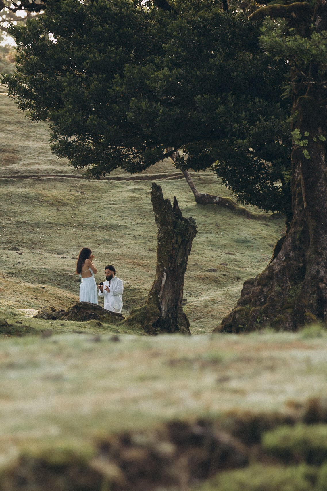 Secret Proposal at Fanal Forest, Madeira | Proposal Photographer