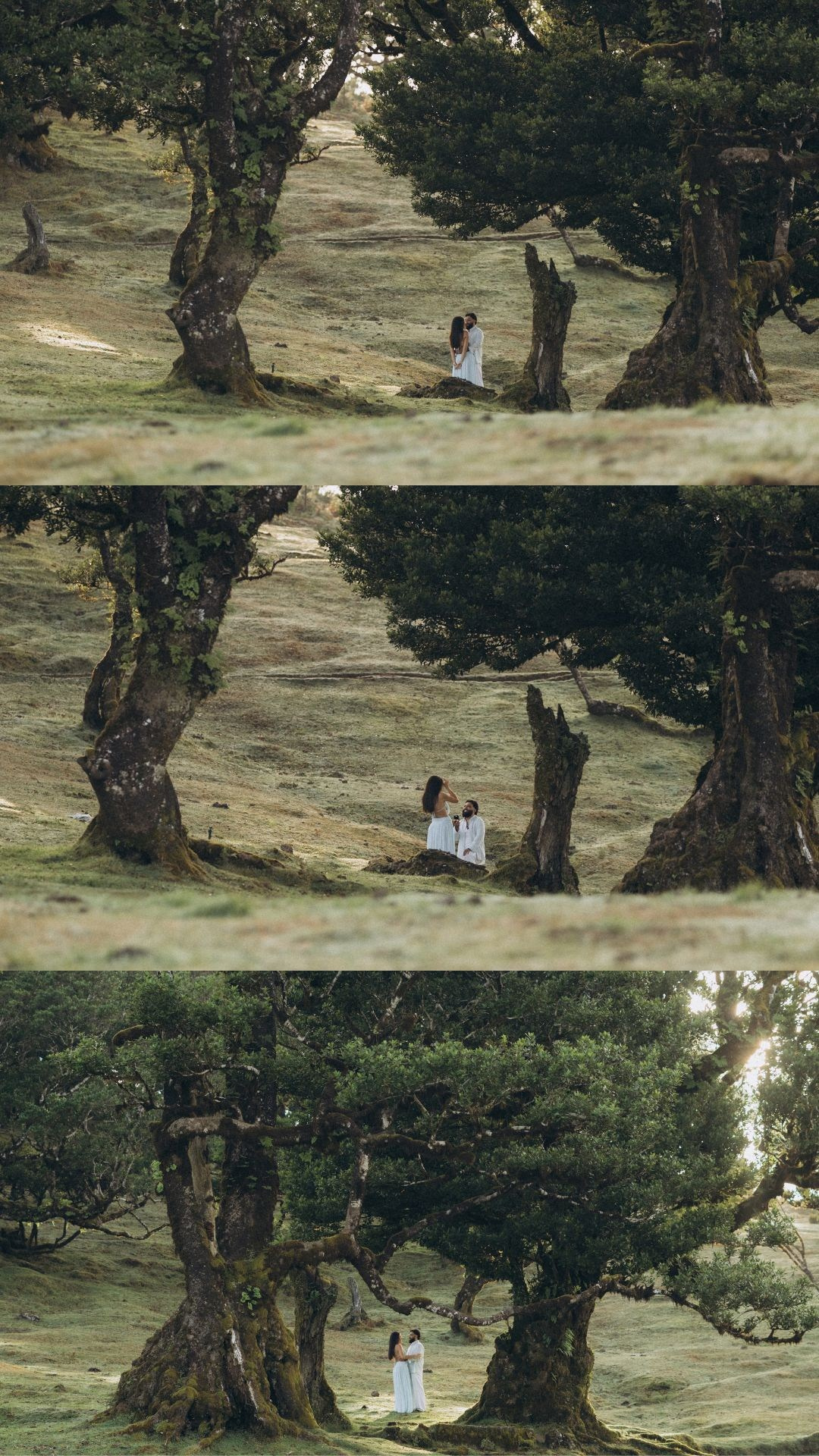 Secret proposal photography collage in the magical Fanal Forest, Madeira. 
