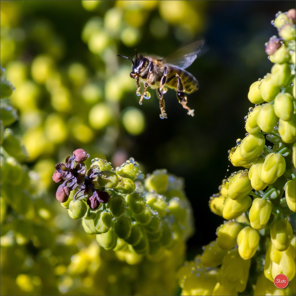 Photographie animalière. Photographe à Strasbourg | Portraits, Studio, Enfants, Événements