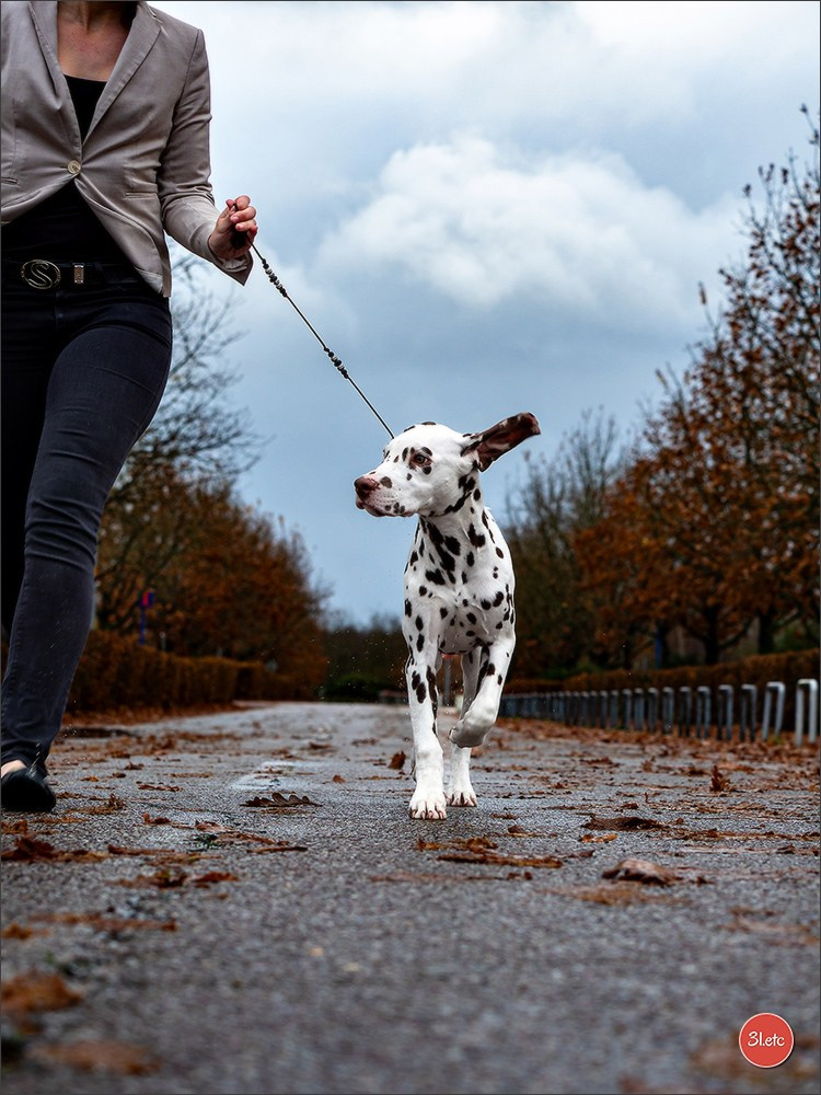 Exposition Canine à Rouen 7-8/12/2024. Photographe à Strasbourg | Portraits, Studio, Enfants, Événements