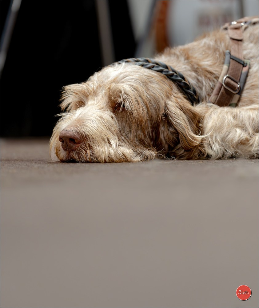 Expo canine 🇲🇨 Monaco 9-10/05/2026. Photographe à Strasbourg | Les animaux, Portraits, Studio, Événements