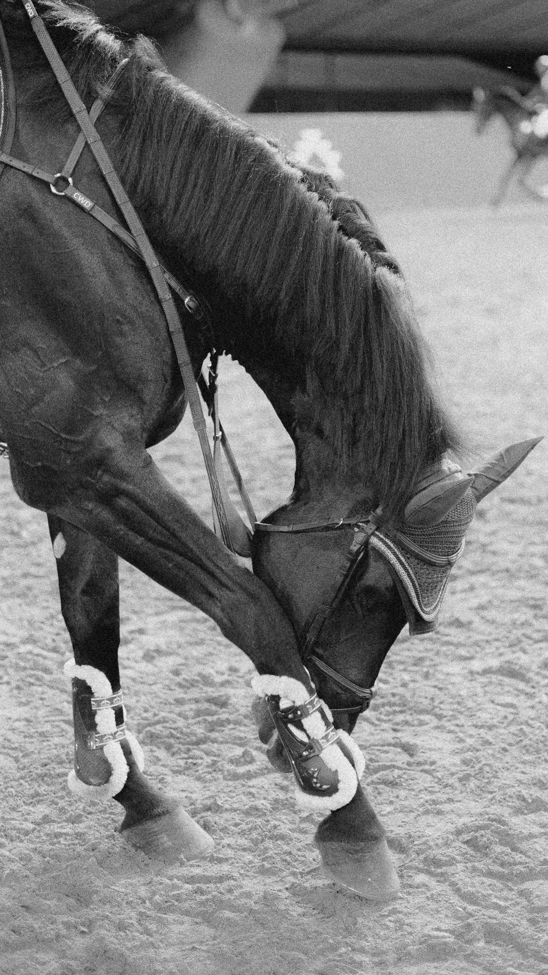 Doha Tour 2024 🐎. Regina Turbin — official website