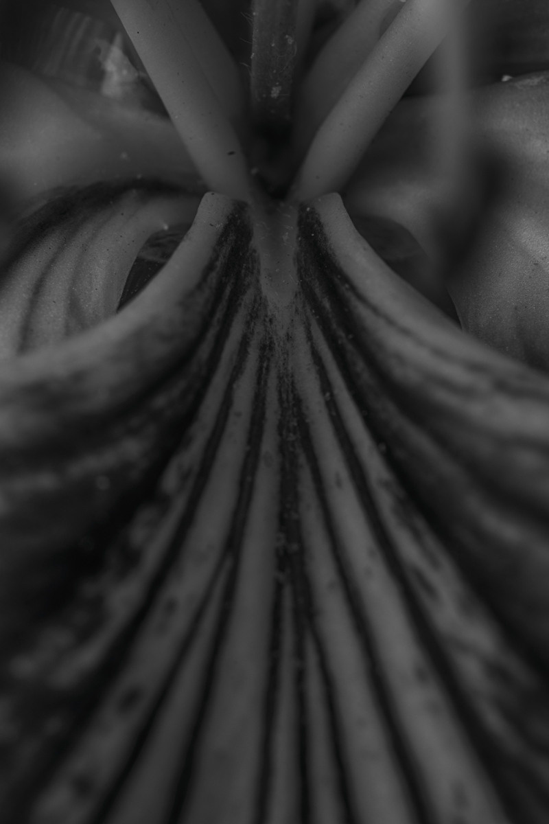 Untitled X by samid ali