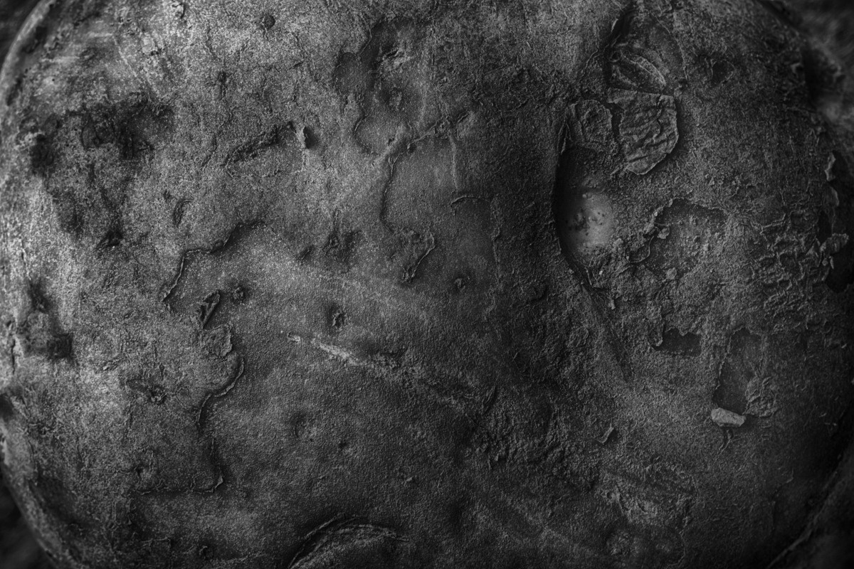 Untitled XII samid ali