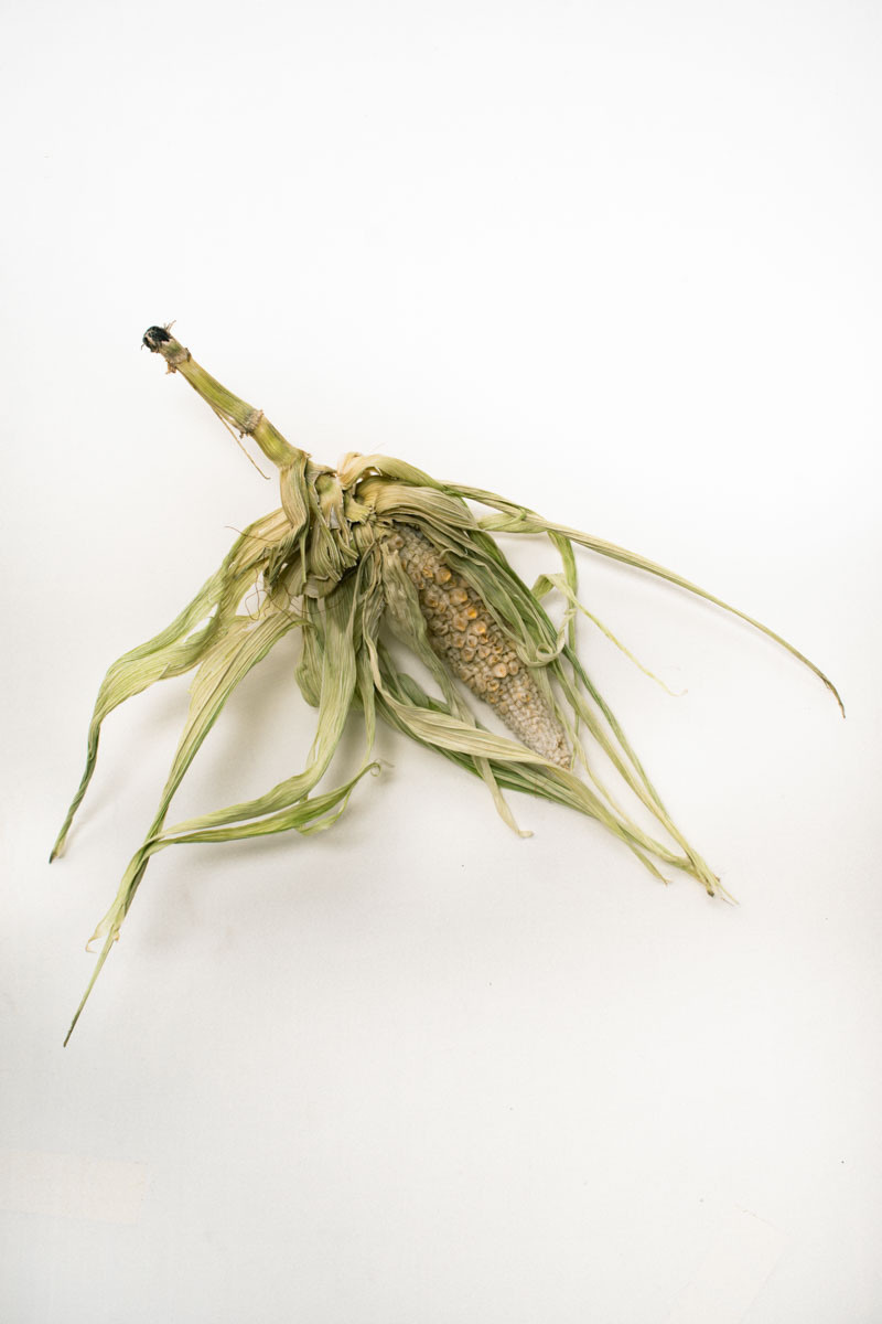 Untitled IX samid ali