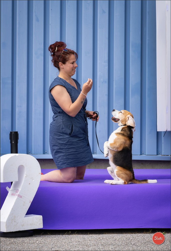 Photographie animalière. Photographe à Strasbourg | Les animaux, Portraits, Studio, Événements
