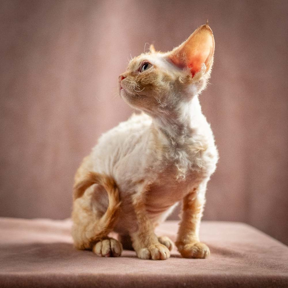 Piper, girl, born 02.11.26. Devon Rex Pixie Cattery