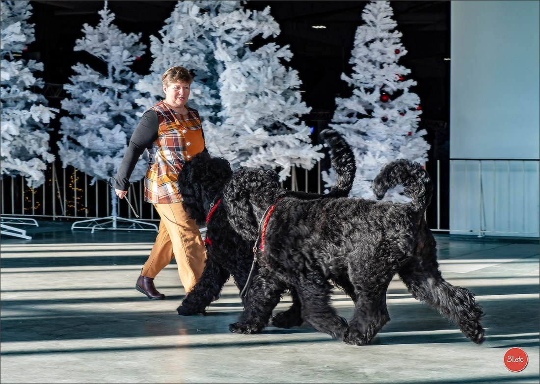 13-14.12.2025   🇧🇪   Brussels Dog Show. Photographe à Strasbourg | Portraits, Studio, Enfants, Événements