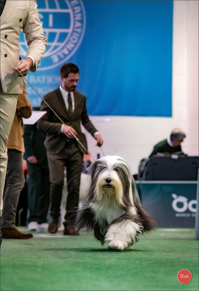 Dog Show  🇮🇹  San Marino. Photographe à Strasbourg | Portraits, Studio, Enfants, Événements