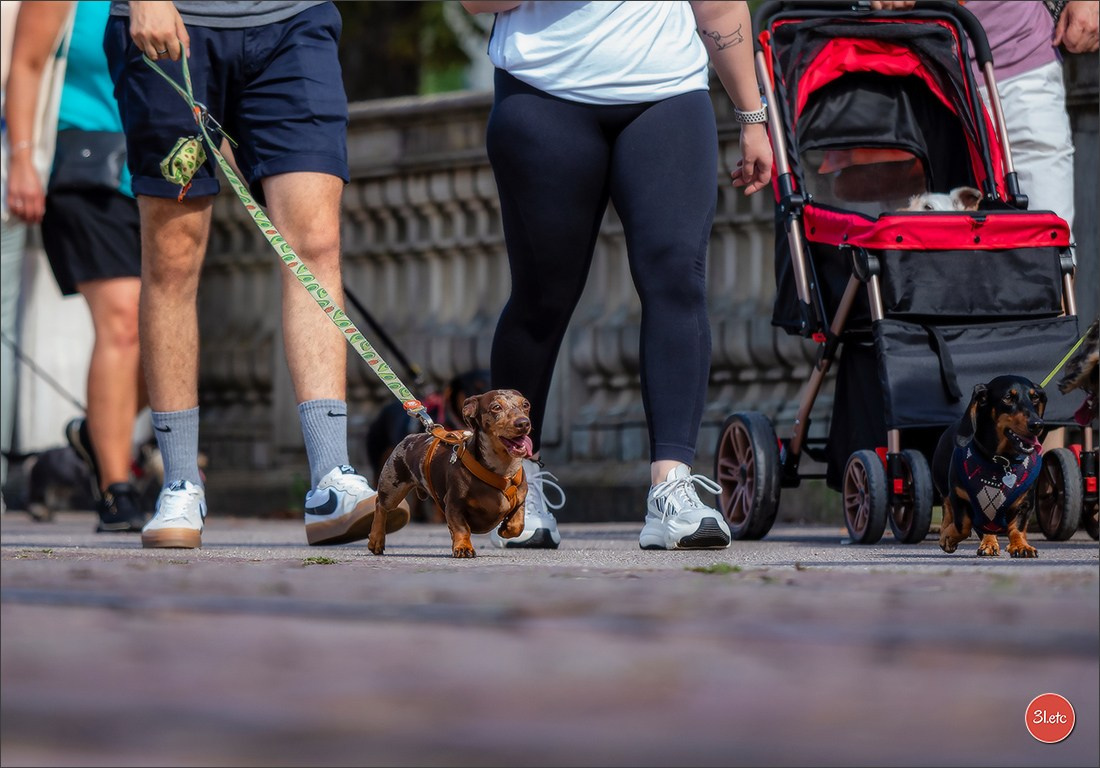 Teckels Parade Strasbourgeoise  Vous pouvez voir le galerie de photos. Photographe à Strasbourg | Portraits, Studio, Enfants, Événements