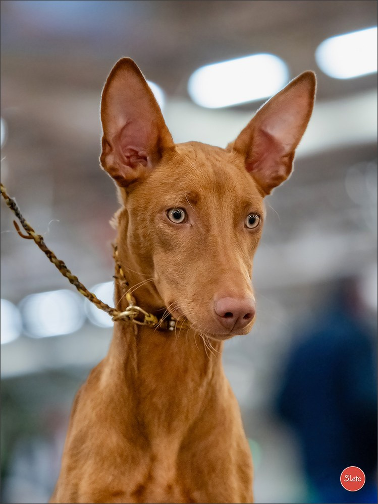 PDS  🇫🇷  Paris Dog Show  🇫🇷  Expo canine  10-11/01/2026. Photographe à Strasbourg | Portraits, Studio, Enfants, Événements