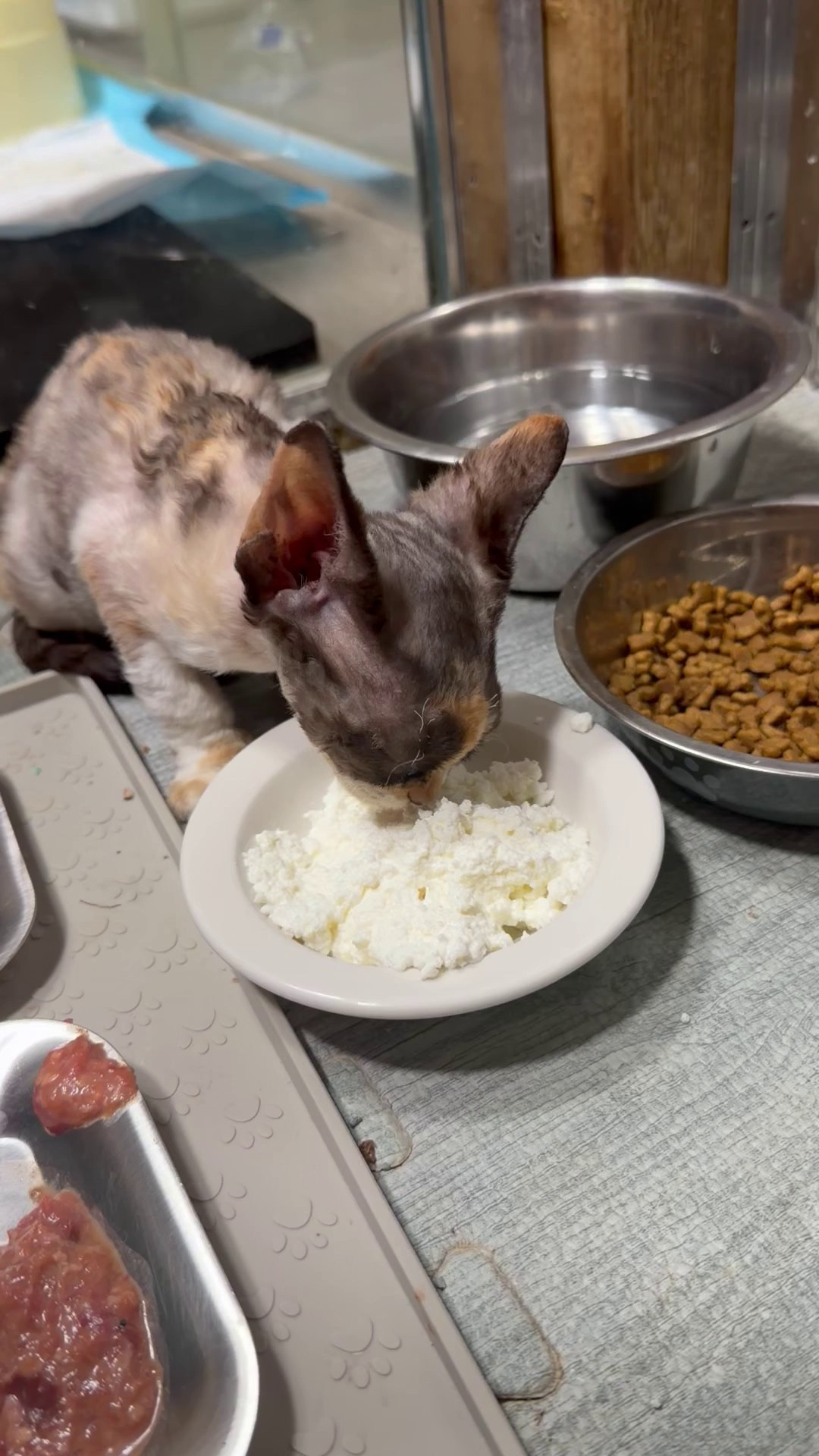 Polly, girl, born 02.11.26. Devon Rex Pixie Cattery