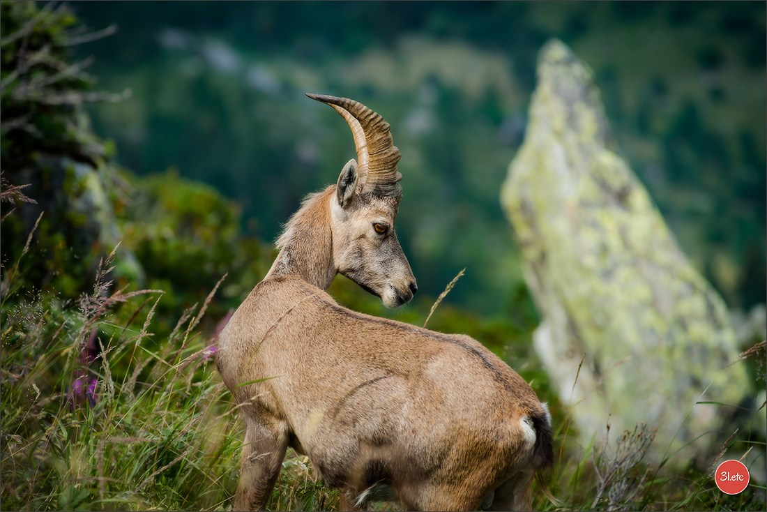 Photographie animalière. Photographe à Strasbourg | Portraits, Studio, Enfants, Événements