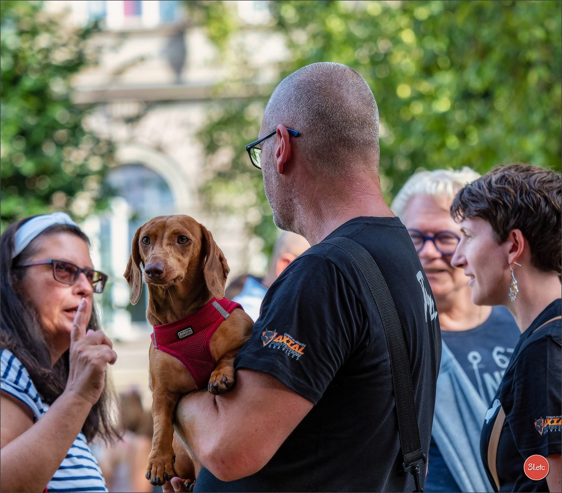 Teckels Parade Strasbourgeoise  Vous pouvez voir le galerie de photos. Photographe à Strasbourg | Portraits, Studio, Enfants, Événements
