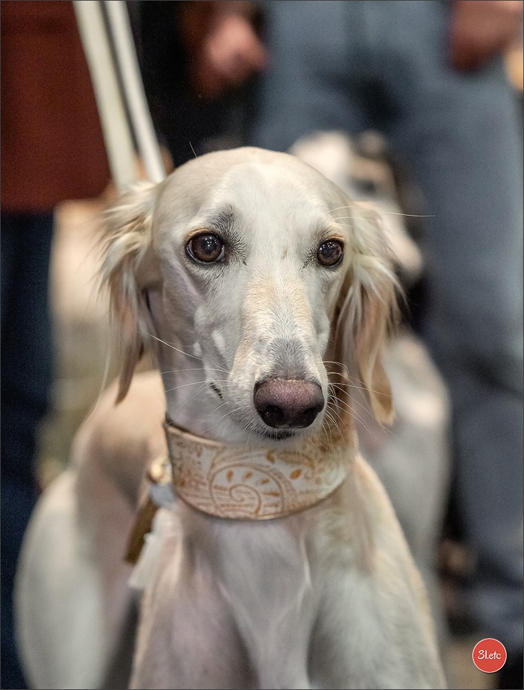 🇩🇪 Offenburg International Dogshow 15-16.03.25 🇩🇪. Photographe à Strasbourg | Portraits, Studio, Enfants, Événements