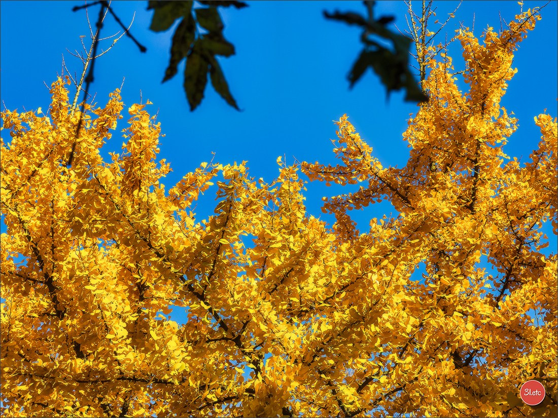 L'automne en ville. Photographe à Strasbourg | Portraits, Studio, Enfants, Événements