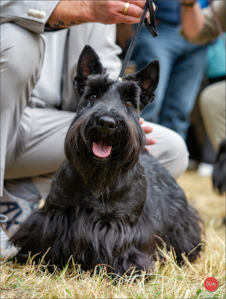 Championnat de France du chien de race  🇫🇷  DIJON (château de Brognon) 7-8/06/2025. Photographe à Strasbourg | Portraits, Studio, Enfants, Événements