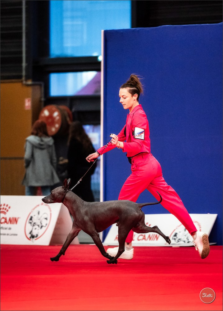 EXPOSITION CANINE NATIONALE ET INTERNATIONALE DE METZ (ACT LORRAINE) METZ (57) - 09 & 10/11/2024. Photographe à Strasbourg | Portraits, Studio, Enfants, Événements