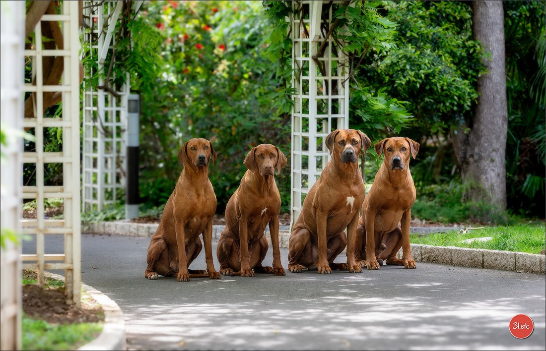 Expo canine 🇲🇨 Monaco 9-10/05/2026. Photographe à Strasbourg | Les animaux, Portraits, Studio, Événements