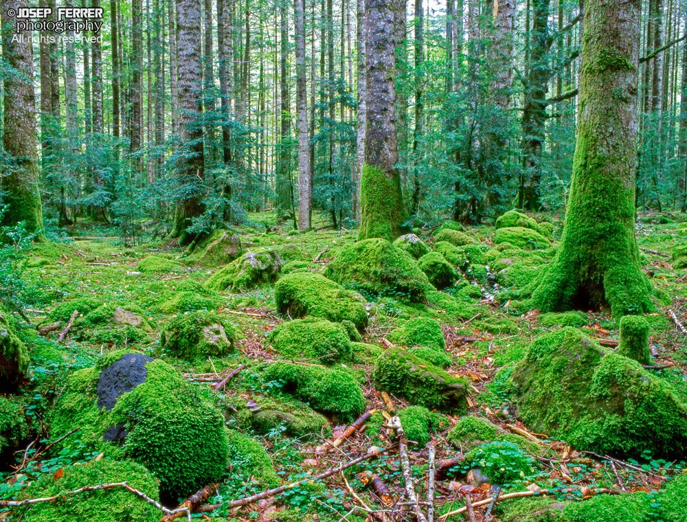 Pine forest, Ordesa national park, Huesca