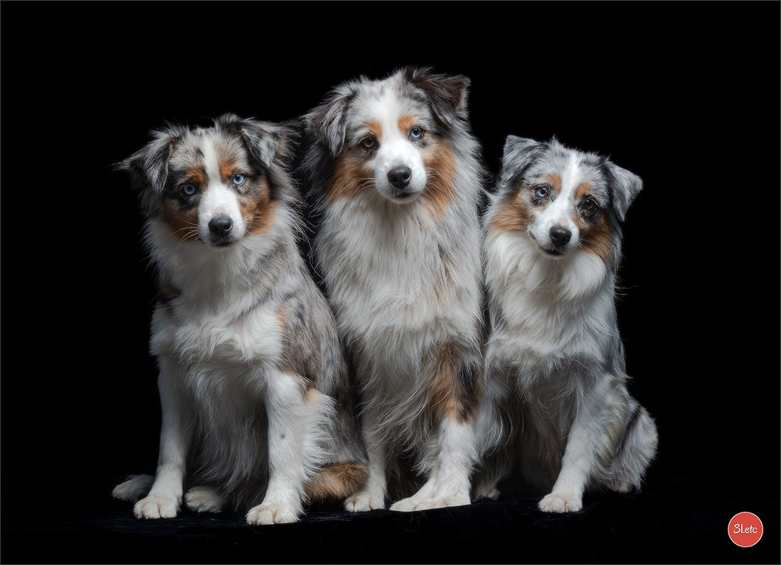 Photographie animalière. Photographe à Strasbourg | Portraits, Studio, Enfants, Événements