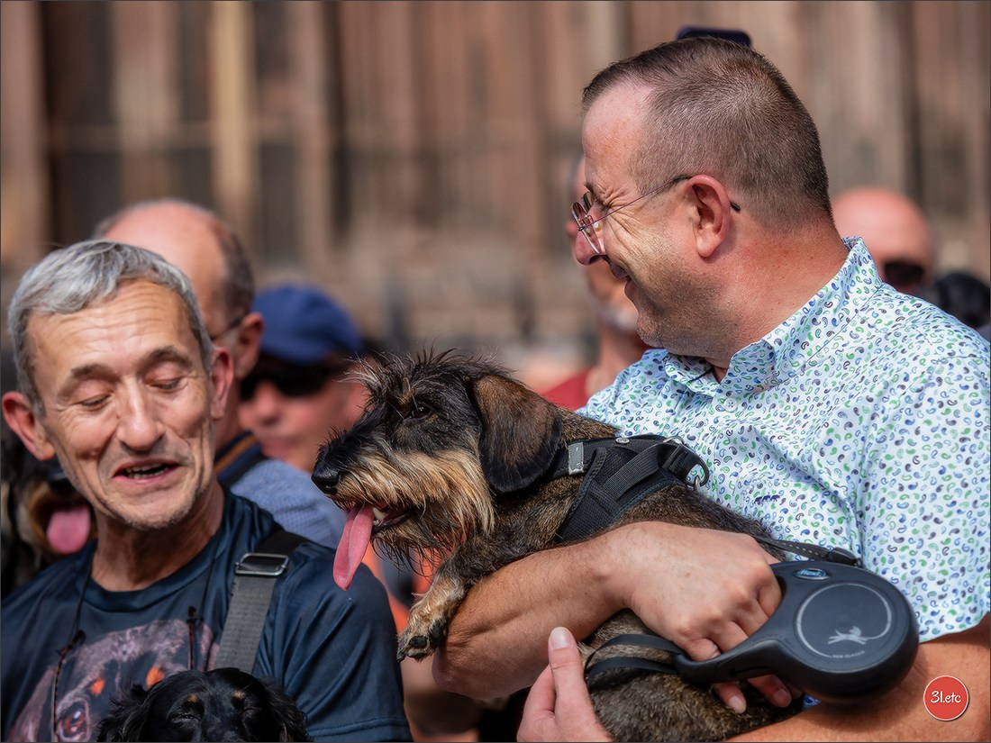 Teckels Parade Strasbourgeoise  Vous pouvez voir le galerie de photos. Photographe à Strasbourg | Portraits, Studio, Enfants, Événements
