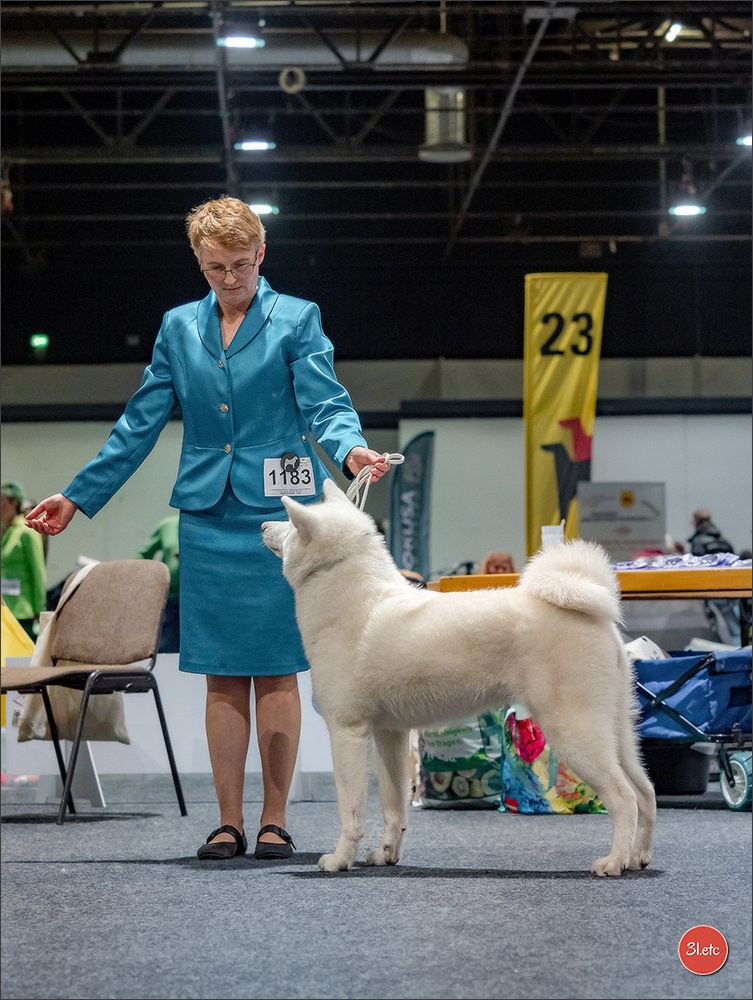 Dog Show Offenbourg  🇩🇪  14-15/03/2026. Photographe à Strasbourg | Portraits, Studio, Enfants, Événements