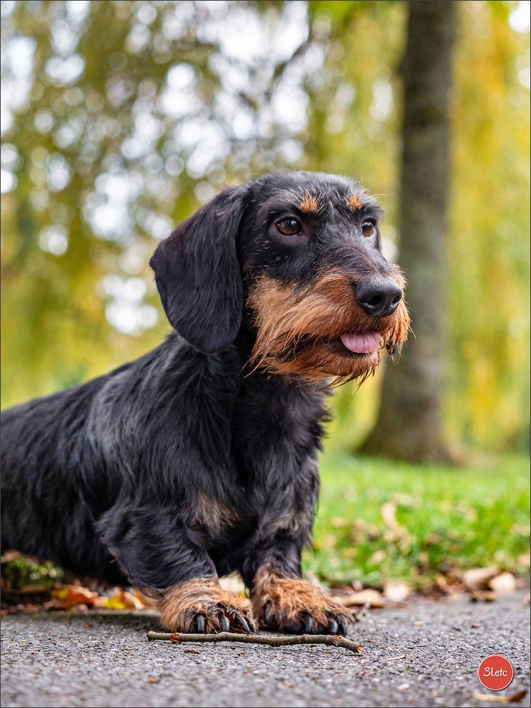 Expo canine  🇫🇷  Chateauroux 25-26/10/2025. Photographe à Strasbourg | Portraits, Studio, Enfants, Événements
