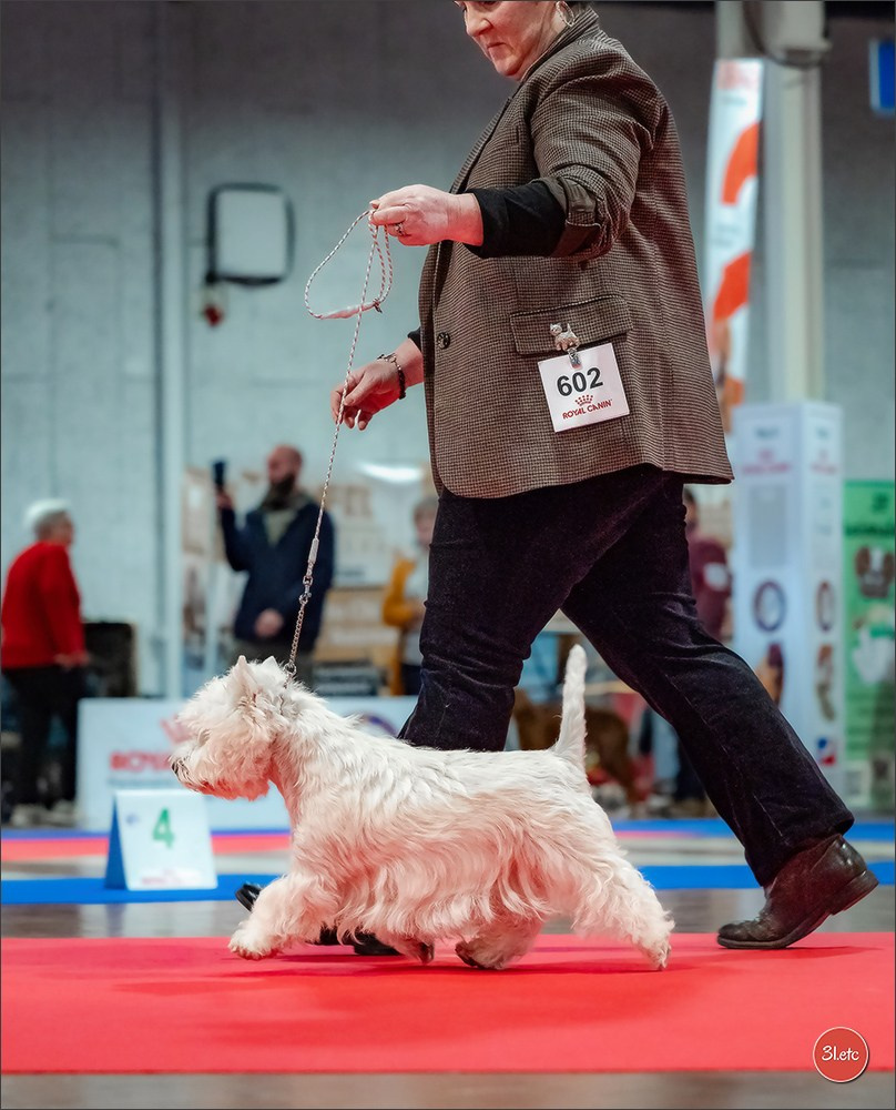 🇫🇷  Angers  🇫🇷  Expo canine  21-22/03/2026. Photographe à Strasbourg | Portraits, Studio, Enfants, Événements