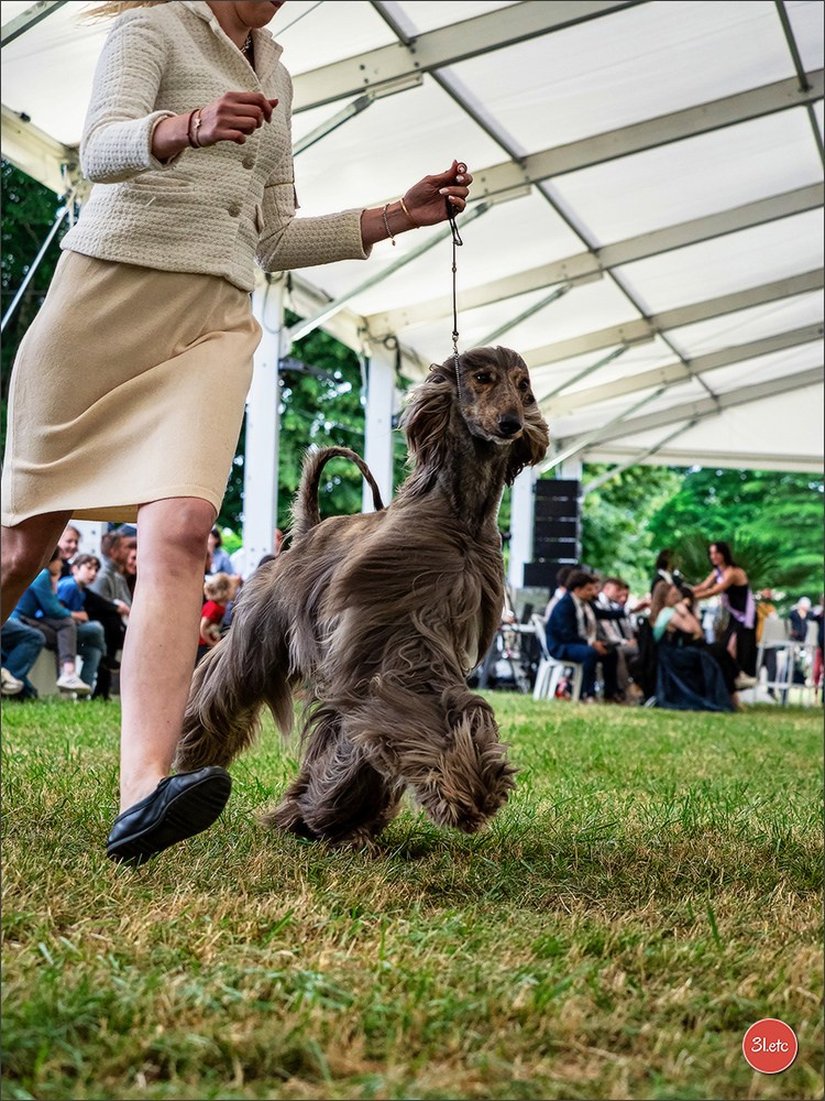 Championnat de France du chien de race  🇫🇷  DIJON (château de Brognon) 7-8/06/2025. Photographe à Strasbourg | Portraits, Studio, Enfants, Événements