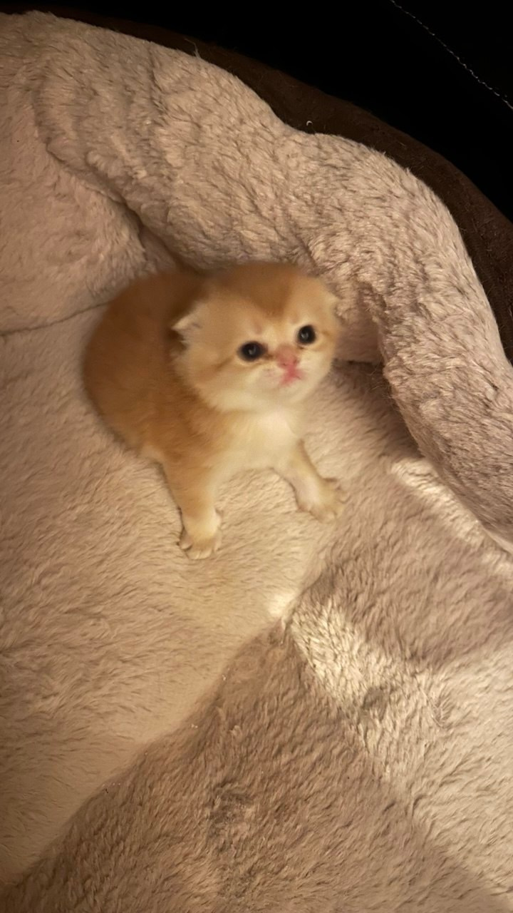 Scottish Straight kitten from DreamCatFold cattery in Greece