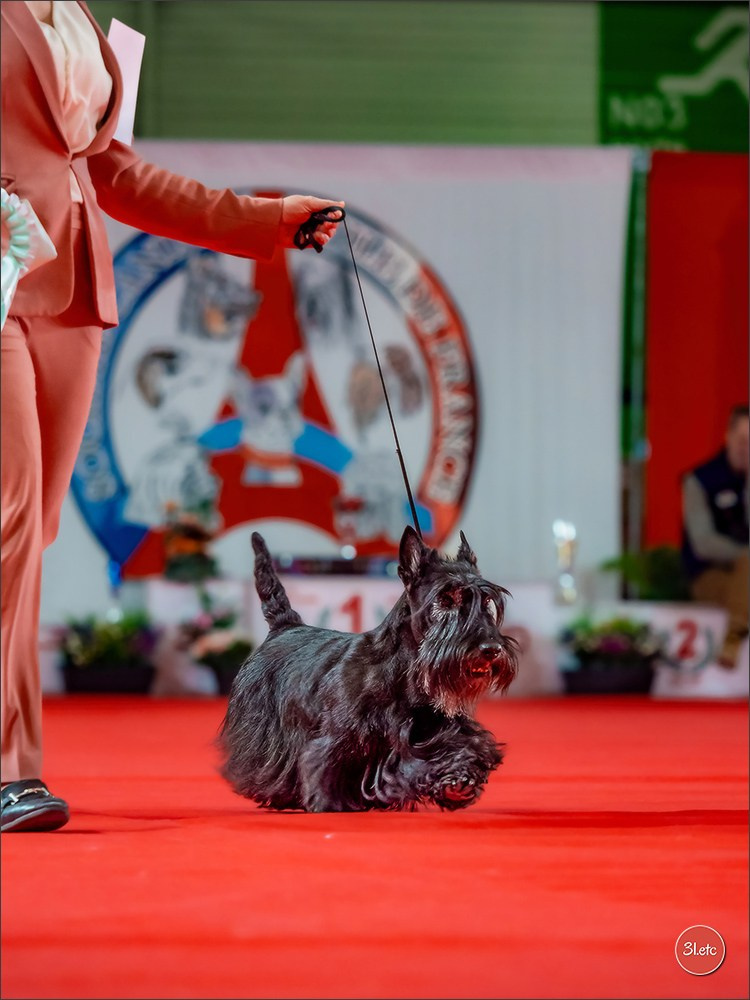 PDS  🇫🇷  Paris Dog Show  🇫🇷  Expo canine  10-11/01/2026. Photographe à Strasbourg | Portraits, Studio, Enfants, Événements