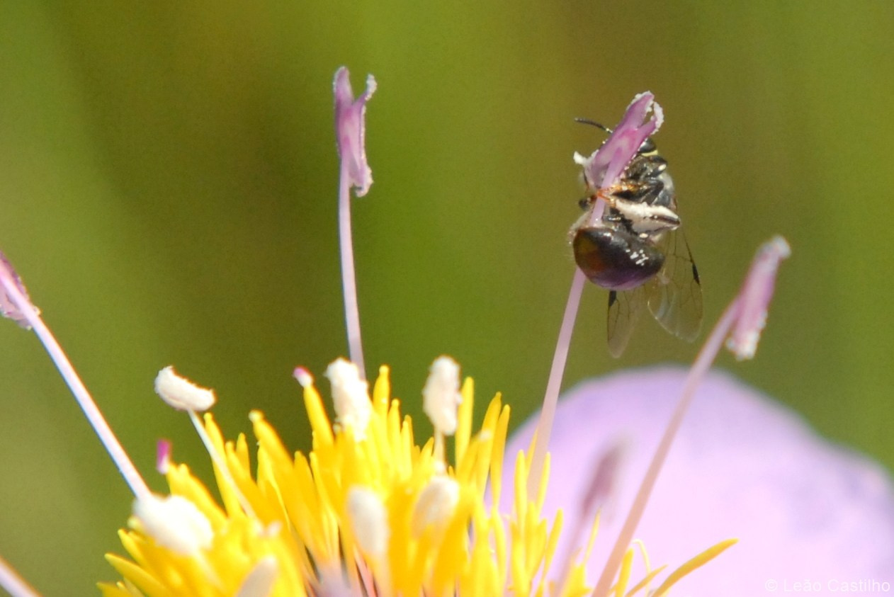 Photos from Congo people. Simbahalu