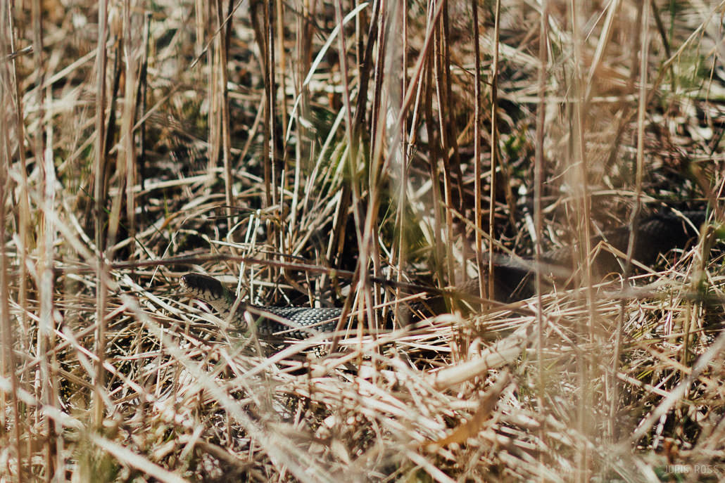 Pāra fotosesija karjerā pavasara agrumā