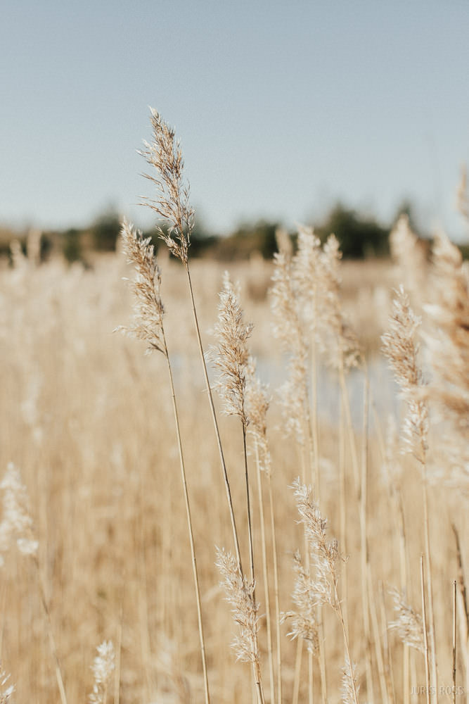 Pāra fotosesija karjerā pavasara agrumā
