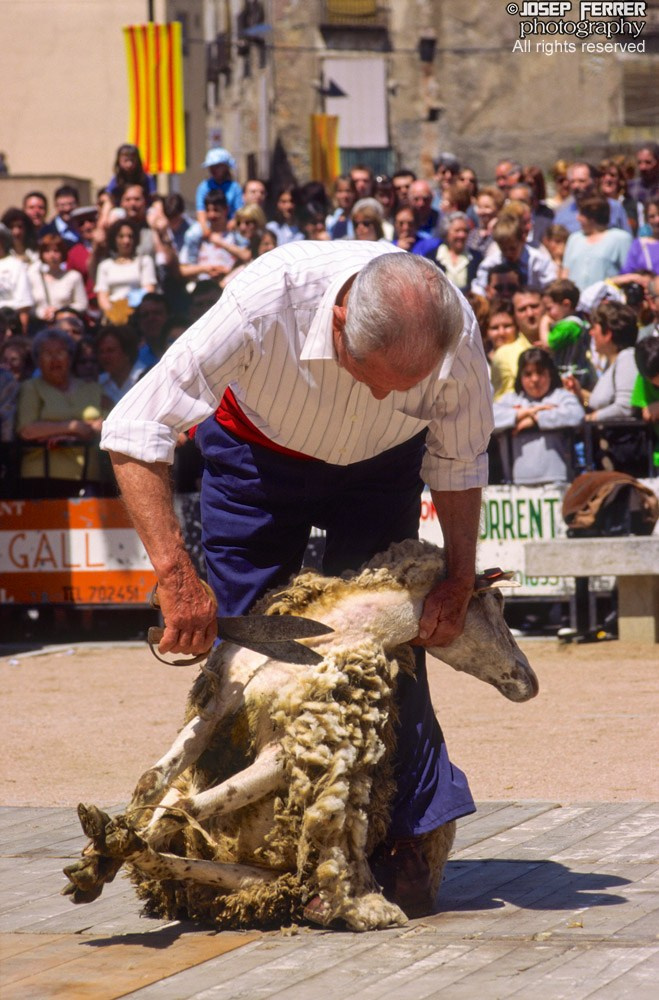 Festa de la Llana, Ripoll, Catalunya