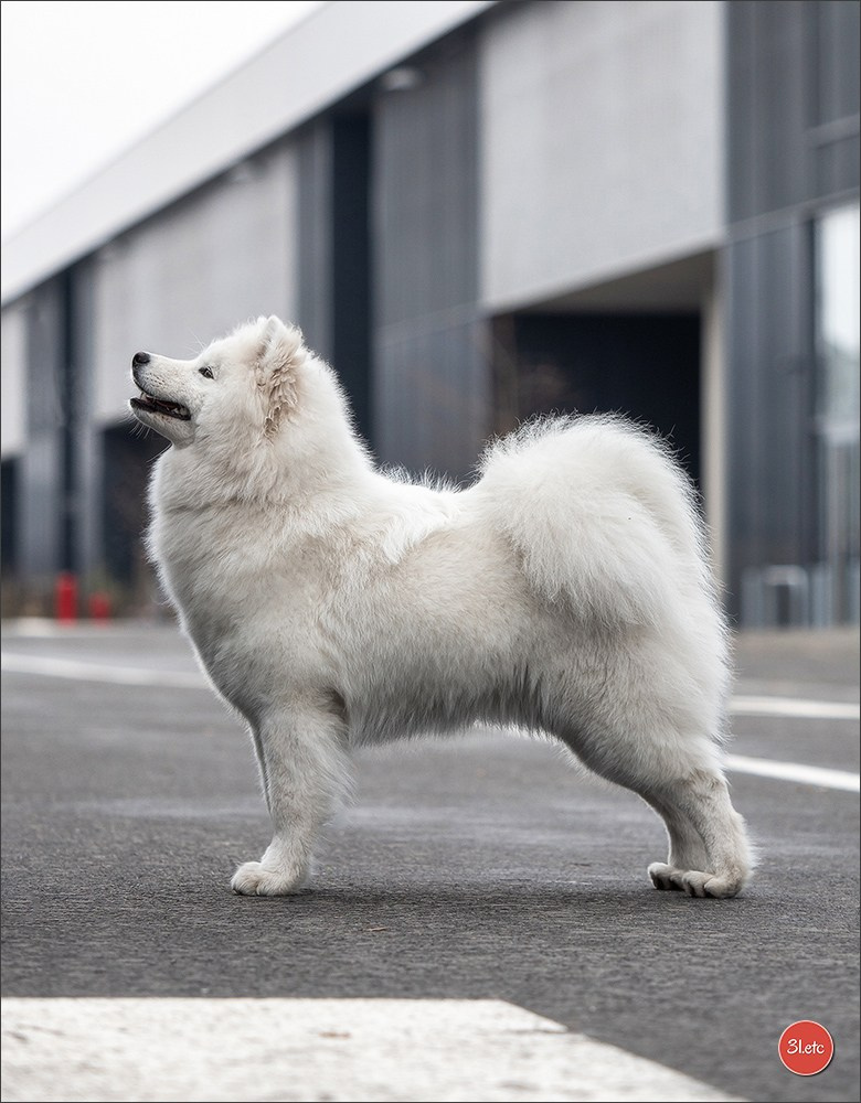 Exposition Canine à 🇫🇷 PARIS 12/01/2025. Photographe à Strasbourg | Portraits, Studio, Enfants, Événements