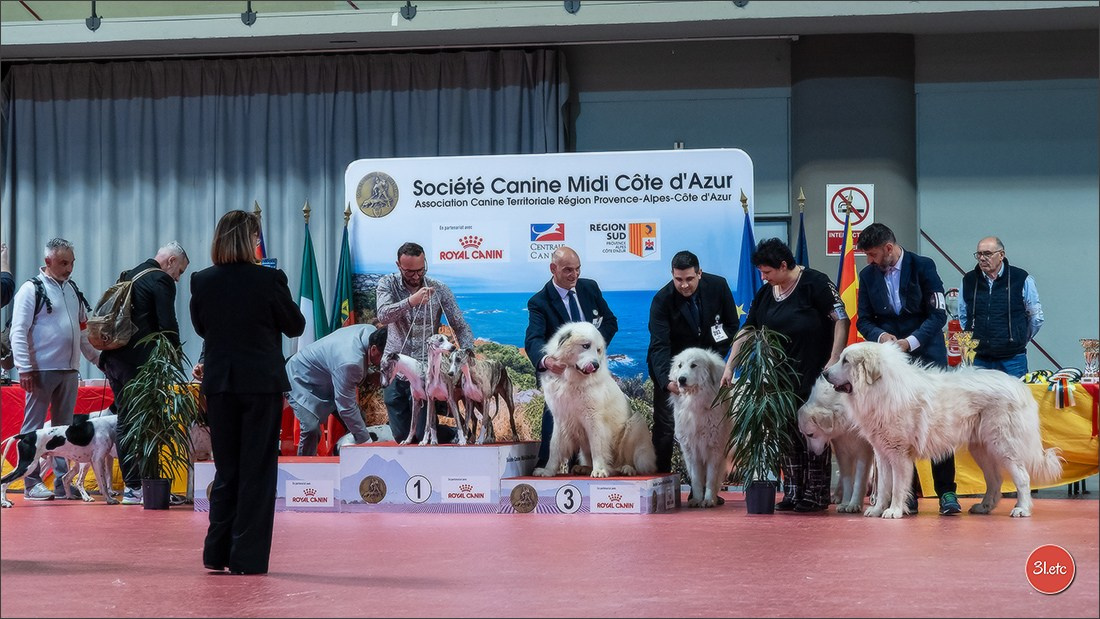 Expo canine 🇫🇷 Martigues  19-20/04/2025. Photographe à Strasbourg | Portraits, Studio, Enfants, Événements
