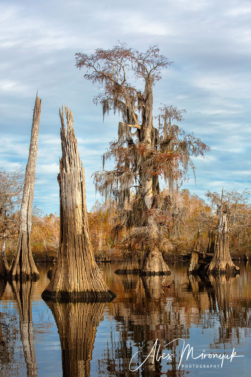 North Florida Cypress Swamps. Alex Mironyuk Photography