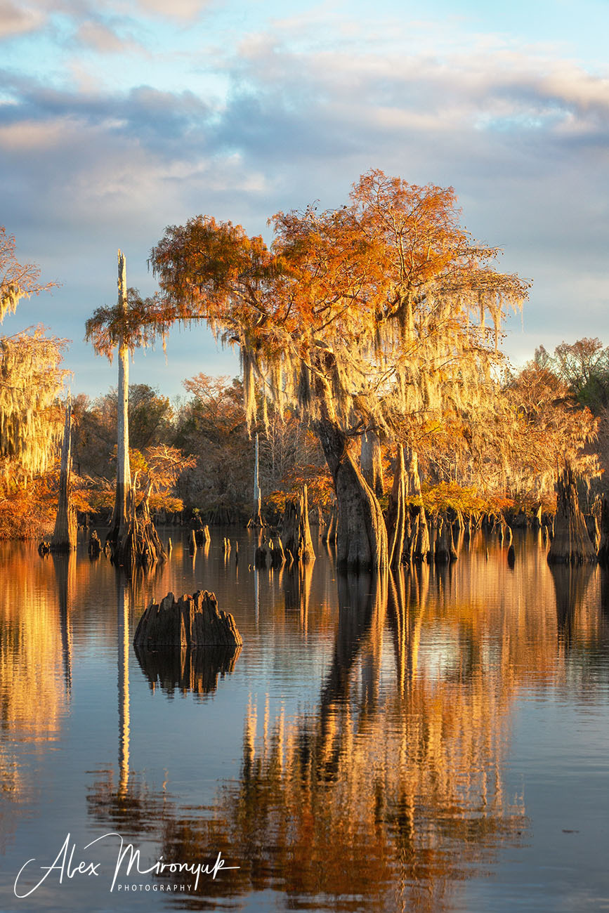 North Florida Cypress Swamps. Alex Mironyuk Photography