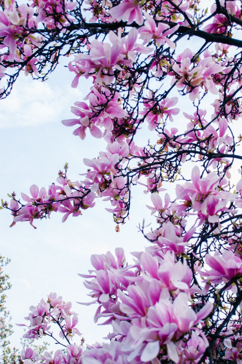 Magnolia. Anastasiia Buchinskaia Fotografa Milano