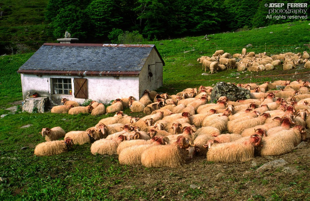 Sheep, Vallée d'Ossau, Pyrenees, France