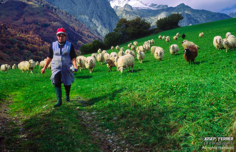 Shepherd and sheep, Valllee d'Aspe,Bearn, France