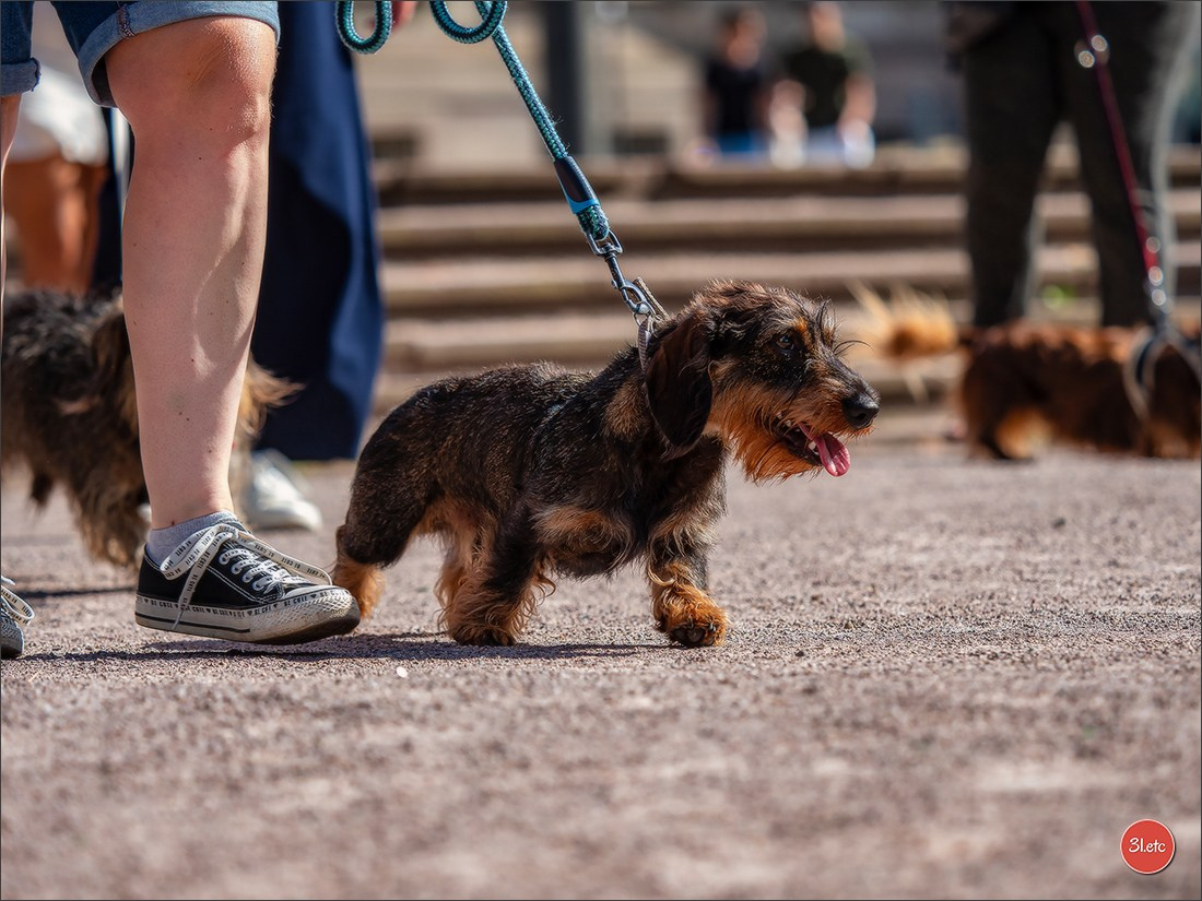 Teckels Parade Strasbourgeoise  Vous pouvez voir le galerie de photos. Photographe à Strasbourg | Portraits, Studio, Enfants, Événements