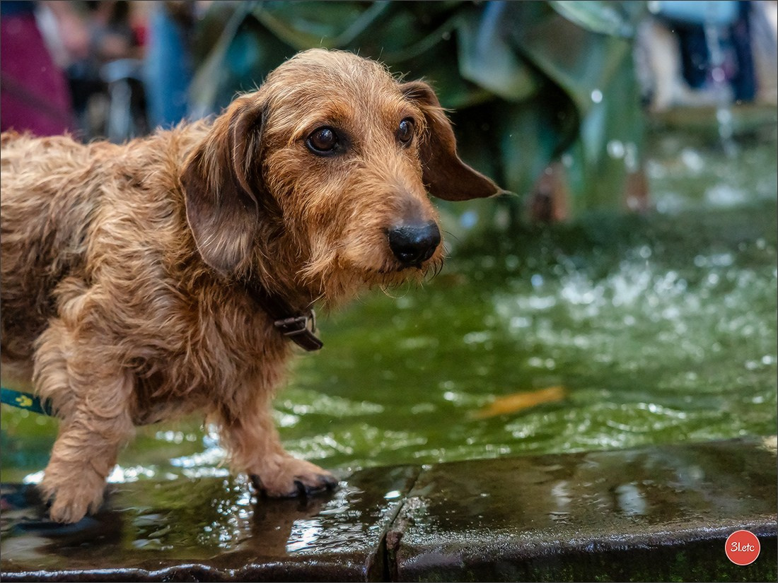 Teckels Parade Strasbourgeoise  Vous pouvez voir le galerie de photos. Photographe à Strasbourg | Portraits, Studio, Enfants, Événements