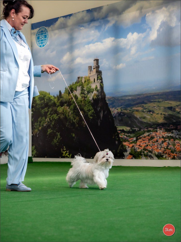 Dog Show  🇮🇹  San Marino. Photographe à Strasbourg | Portraits, Studio, Enfants, Événements