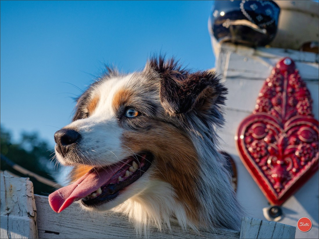 Domaine de la patte blanche. Photographe à Strasbourg | Portraits, Studio, Enfants, Événements
