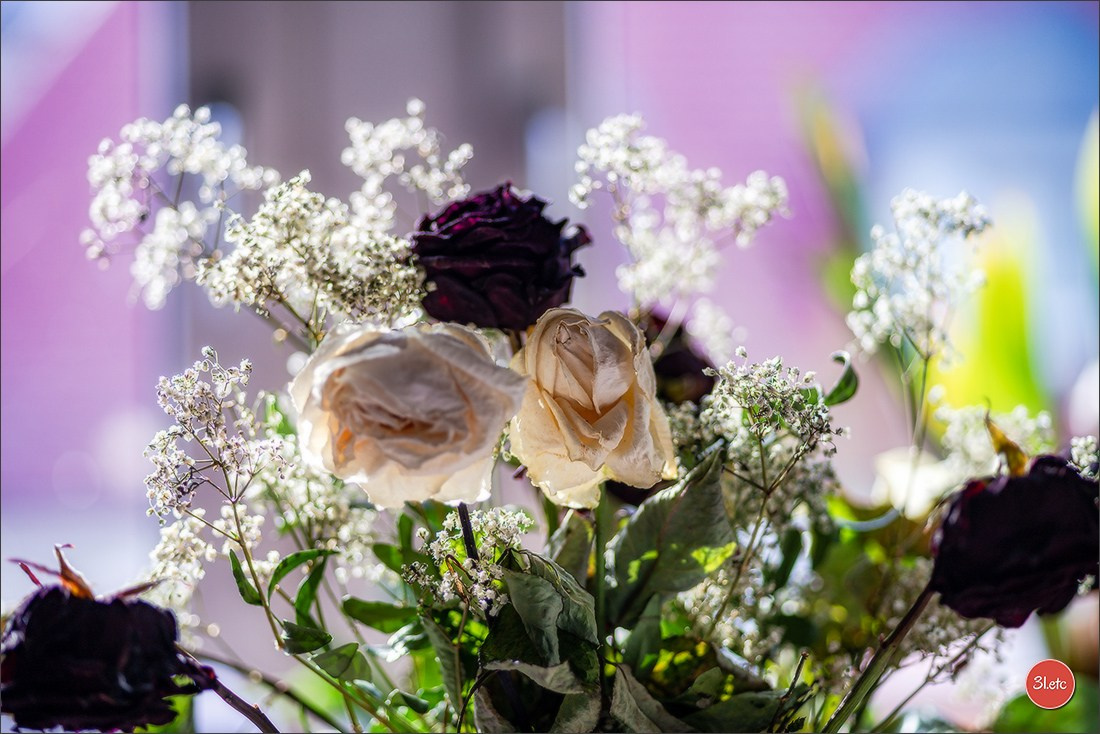 Les fleurs fanées. Photographe à Strasbourg | Portraits, Studio, Enfants, Événements