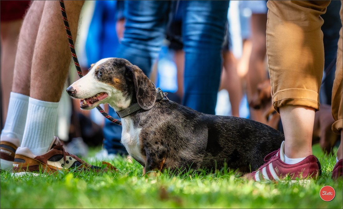 Teckels Parade Strasbourgeoise  Vous pouvez voir le galerie de photos. Photographe à Strasbourg | Portraits, Studio, Enfants, Événements