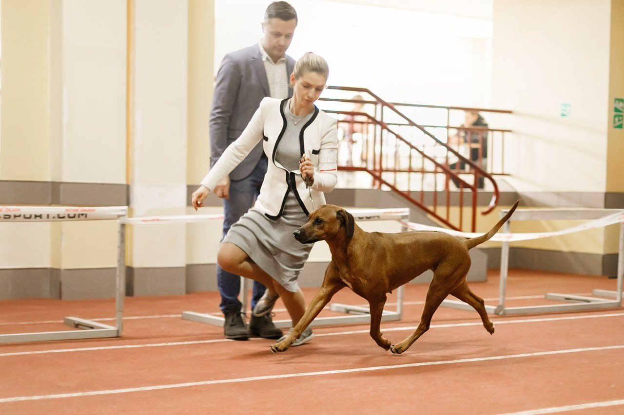 Grodno dog show. Kaja | fotograf we Wrocławiu | ludzie i psy